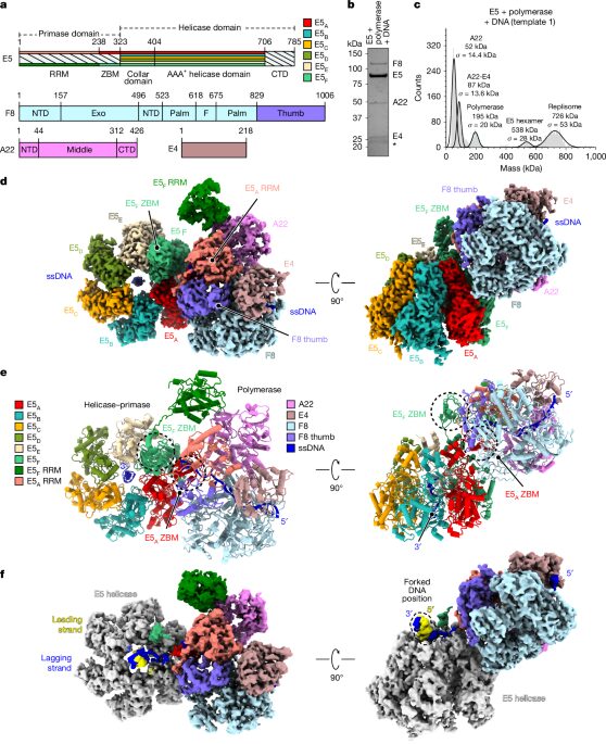 Biología viral: así se activa la máquina que copia el ADN