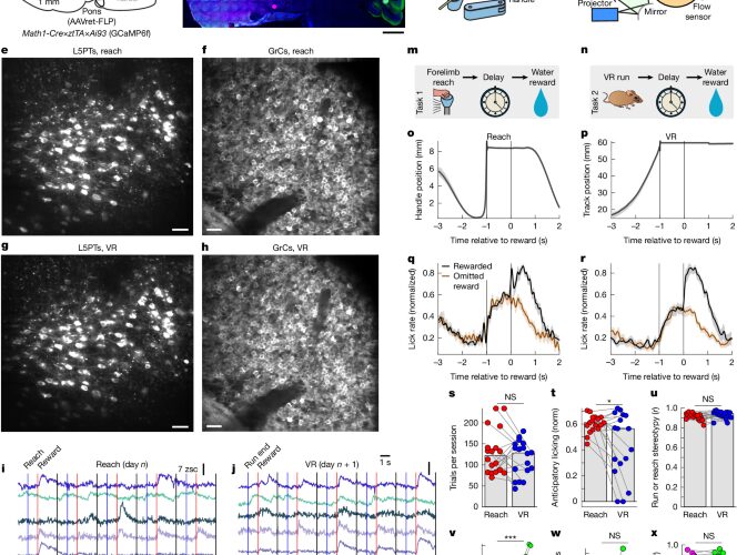 Neuro: El cerebelo rota trayectorias para separar contextos