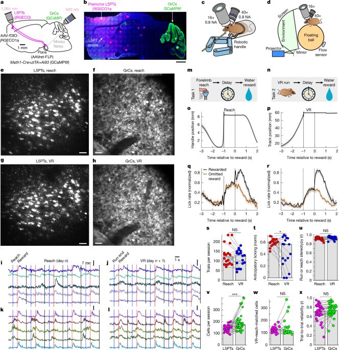 Neuro: El cerebelo rota trayectorias para separar contextos