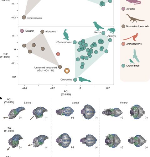 Paleontología: Corrigen el mapa cerebral de Navaornis