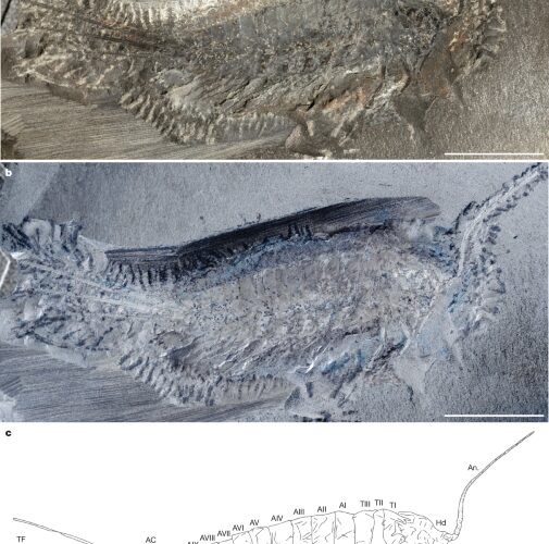 Paleontología: Un insecto ancestral vivía entre agua y tierra