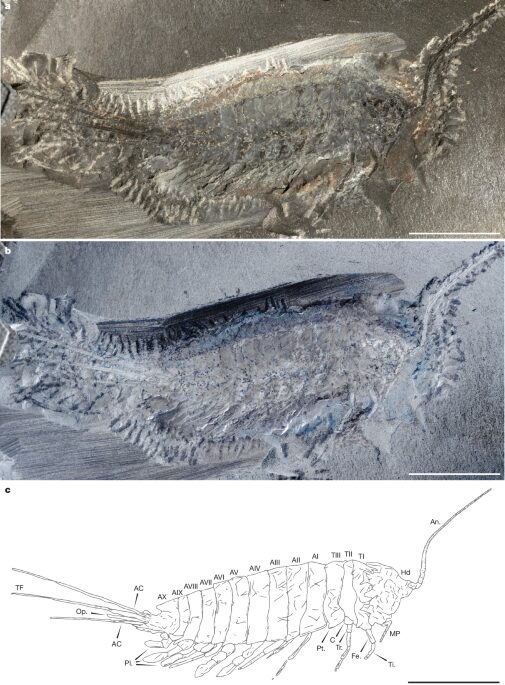 Paleontología: Un insecto ancestral vivía entre agua y tierra