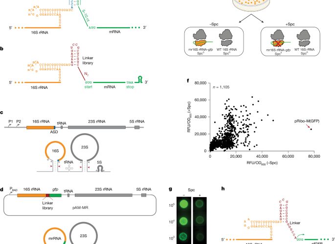 Biología: Reconfiguran ribosomas para leer su propio ARN