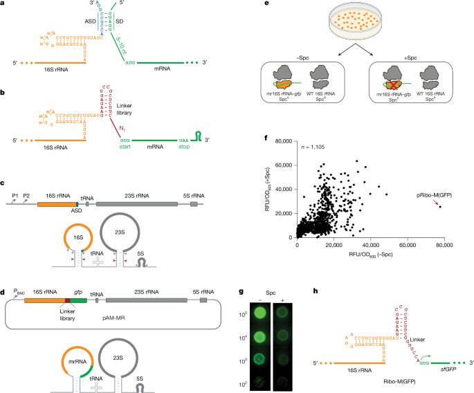 Biología: Reconfiguran ribosomas para leer su propio ARN