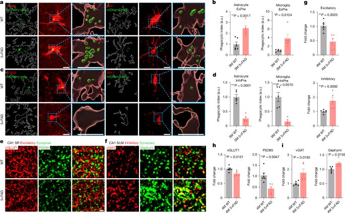 Neuro: ERBB4 emerge como posible impulsor del alzhéimer
