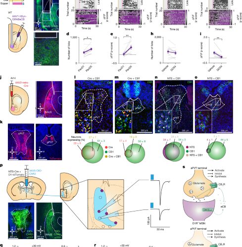 Neuro: Los endocannabinoides ajustan la búsqueda de recompensas