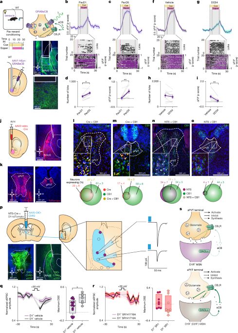 Neuro: Los endocannabinoides ajustan la búsqueda de recompensas