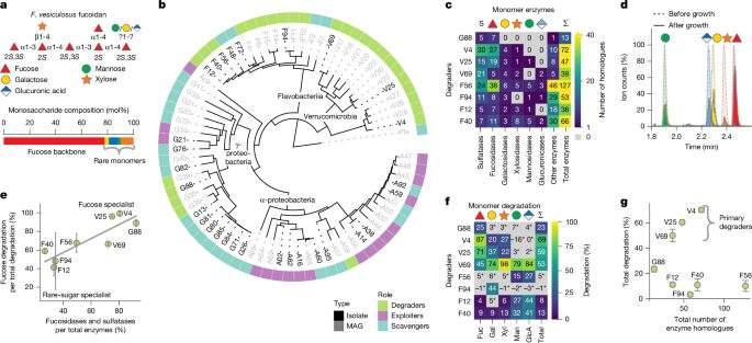 Océano: Bacterias se alían para degradar fucoidanos