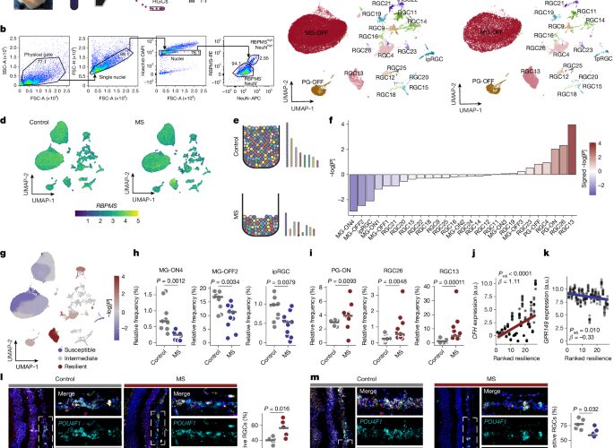 Neuro: El factor H ayuda a proteger neuronas
