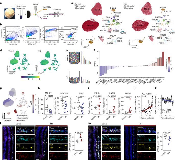Neuro: El factor H ayuda a proteger neuronas