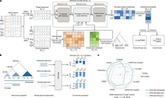 Genética: un modelo lee el ADN comparando especies