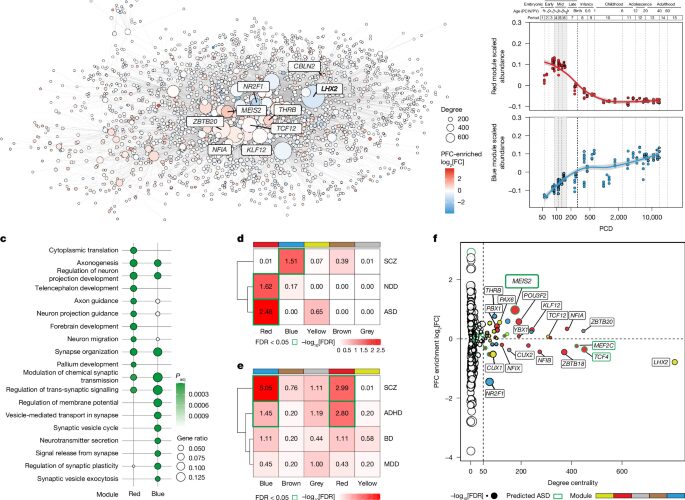 Neuro: Un bucle molecular ayuda a definir áreas cerebrales