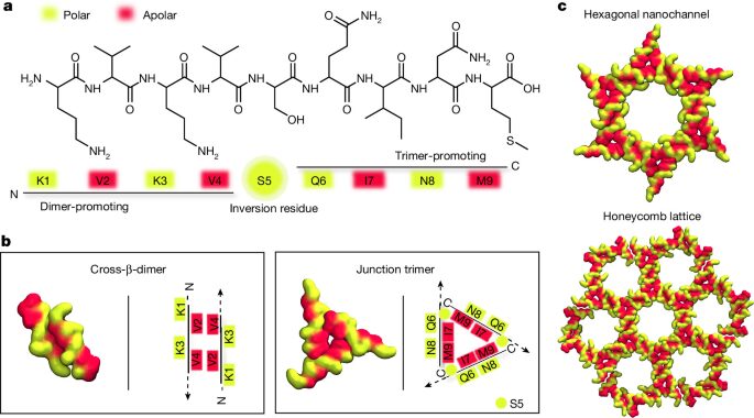 Química: Nueve aminoácidos que se ensamblan en un panal