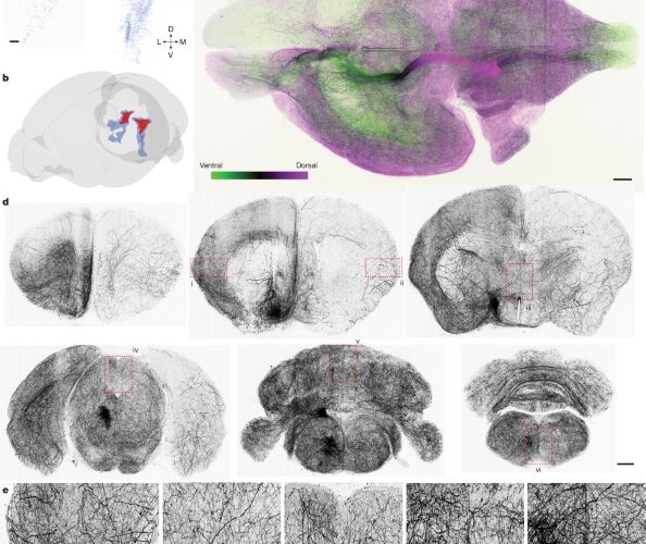 Neuro: Un mapa de señales para aprender y elegir