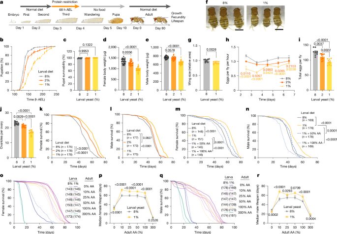 Biología: La dieta de la larva decide cuánto vive la mosca