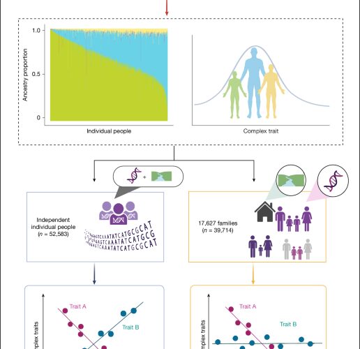 Genética: hermanos, ancestría y riesgo de diabetes en México