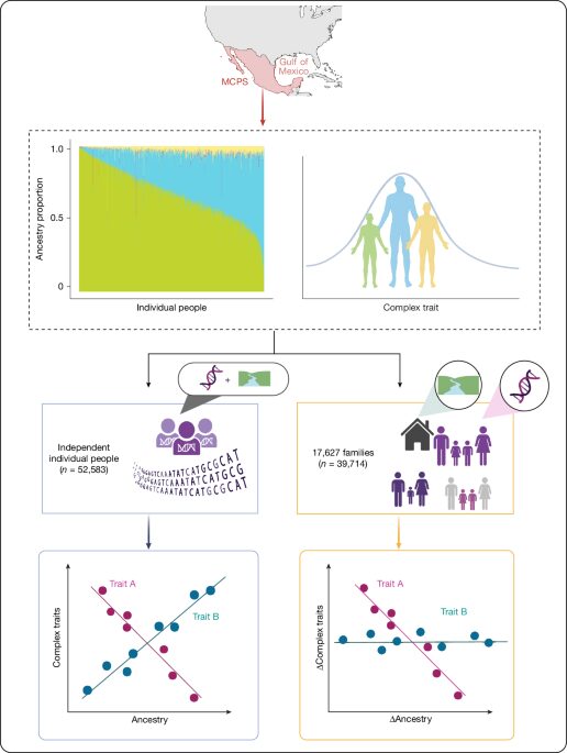 Genética: hermanos, ancestría y riesgo de diabetes en México