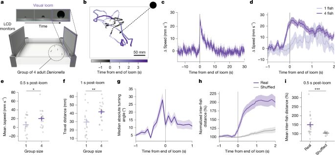 Neuro: Peces que huyen cuando sus vecinos desaparecen