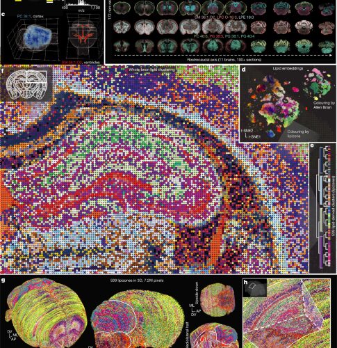 Neuro: Un mapa de grasas divide el cerebro del ratón en 539 zonas