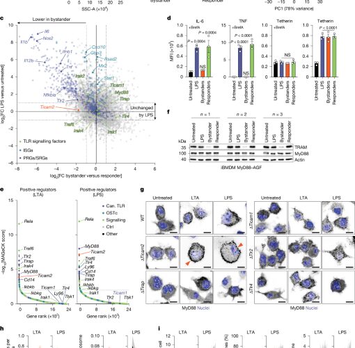 Inmunología: La alarma inmune que dura horas sin su receptor