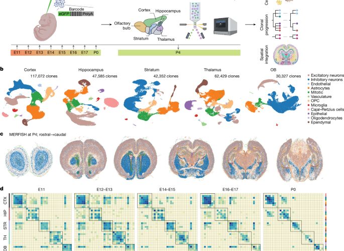 Neuro: Un atlas rastrea el parentesco entre células cerebrales