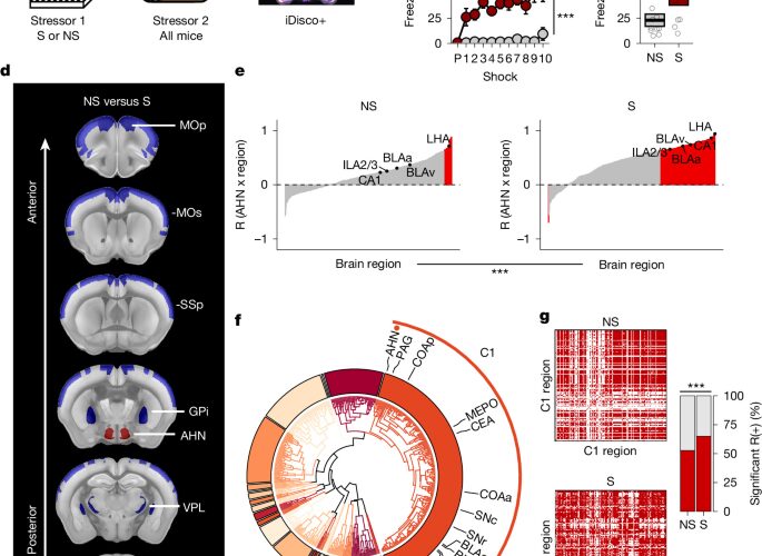 Neuro: Un circuito amplifica la respuesta al estrés