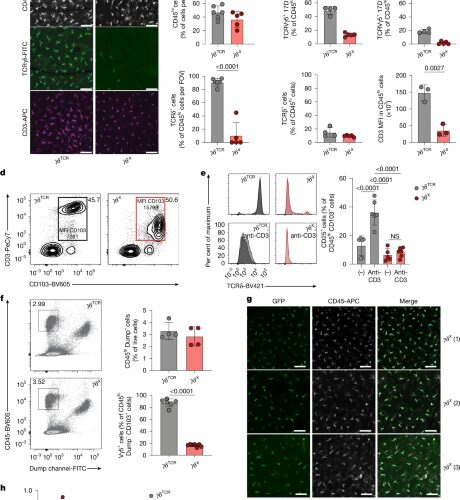 Biología: Un receptor sostiene la vigilancia frente al cáncer