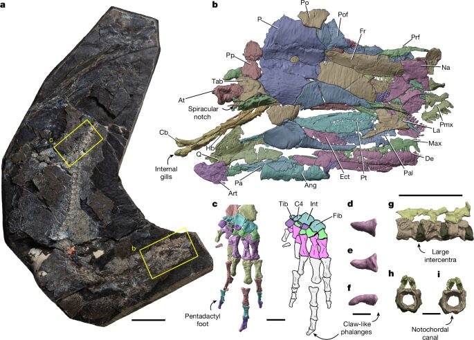 Paleo: Un fósil combina patas terrestres y rasgos acuáticos