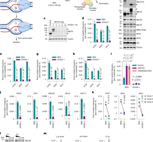 Genética: Las proteínas que permiten mutar genes de anticuerpos