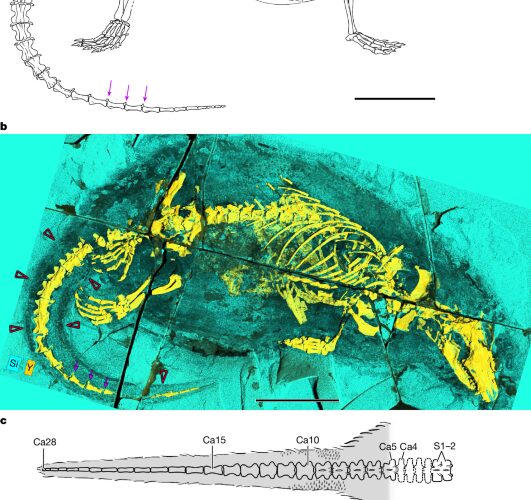 Paleontología: Un nadador jurásico revela rasgos tempranos de mamíferos