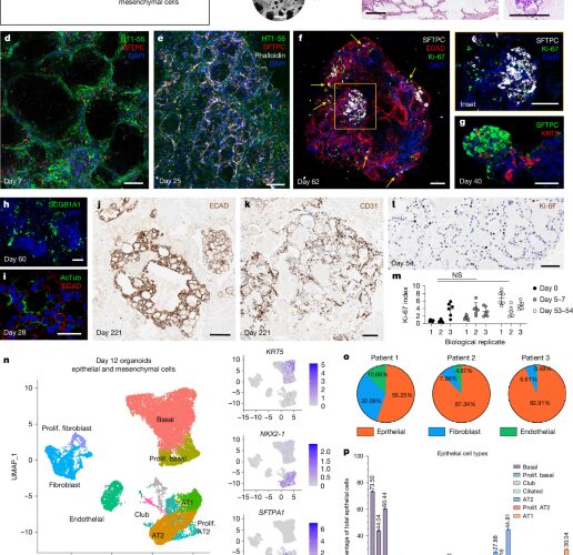 Salud: Organoides pulmonares conservan defensas contra el coronavirus