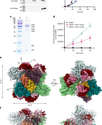 Biología: Un ensamblaje de proteínas frena la nitrogenasa