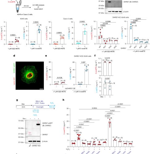 Biología: Un lípido avisa del daño y protege tejidos