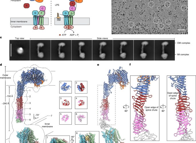 Biología: El puente que regula la barrera bacteriana