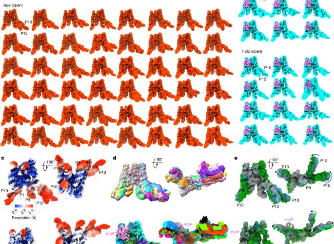 Biología: Un ARN activo tiene más de una forma