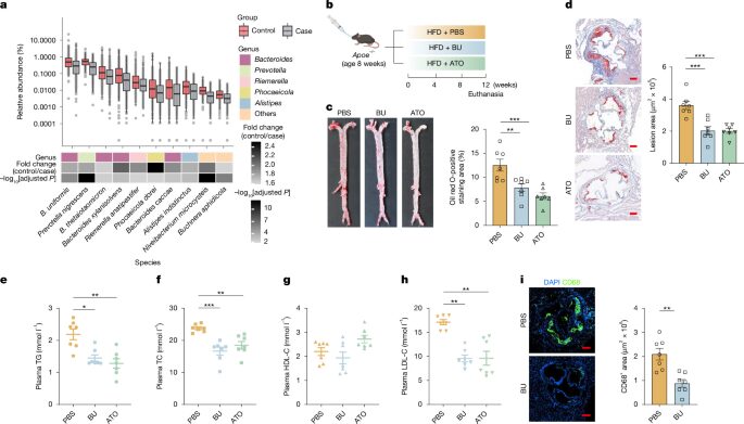 Salud: Un ácido bacteriano reduce placas en ratones