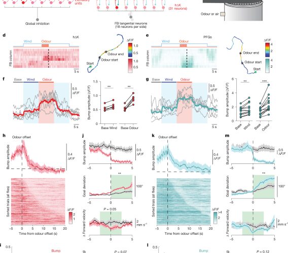 Neuro: Cómo las moscas podrían guardar y actualizar rumbos