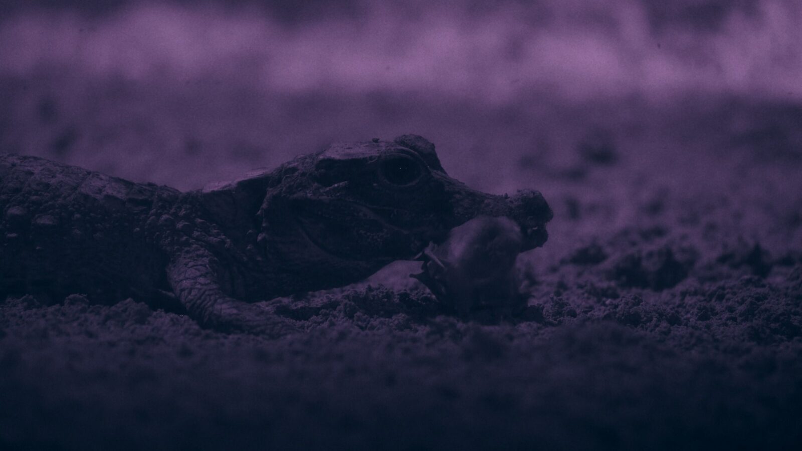 Biología: Cámaras revelan cómo cazan los cocodrilos subterráneos