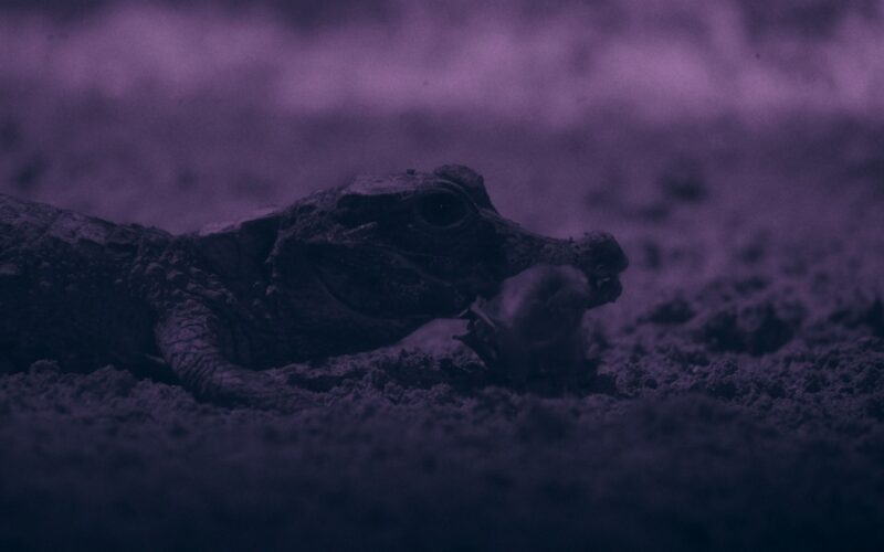 Biología: Cámaras revelan cómo cazan los cocodrilos subterráneos
