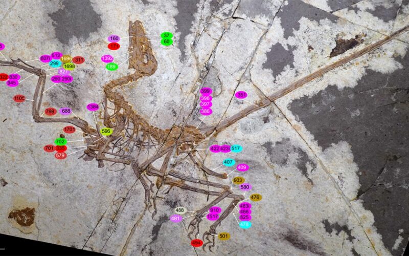Paleo: Un fósil apunta a varios orígenes del vuelo