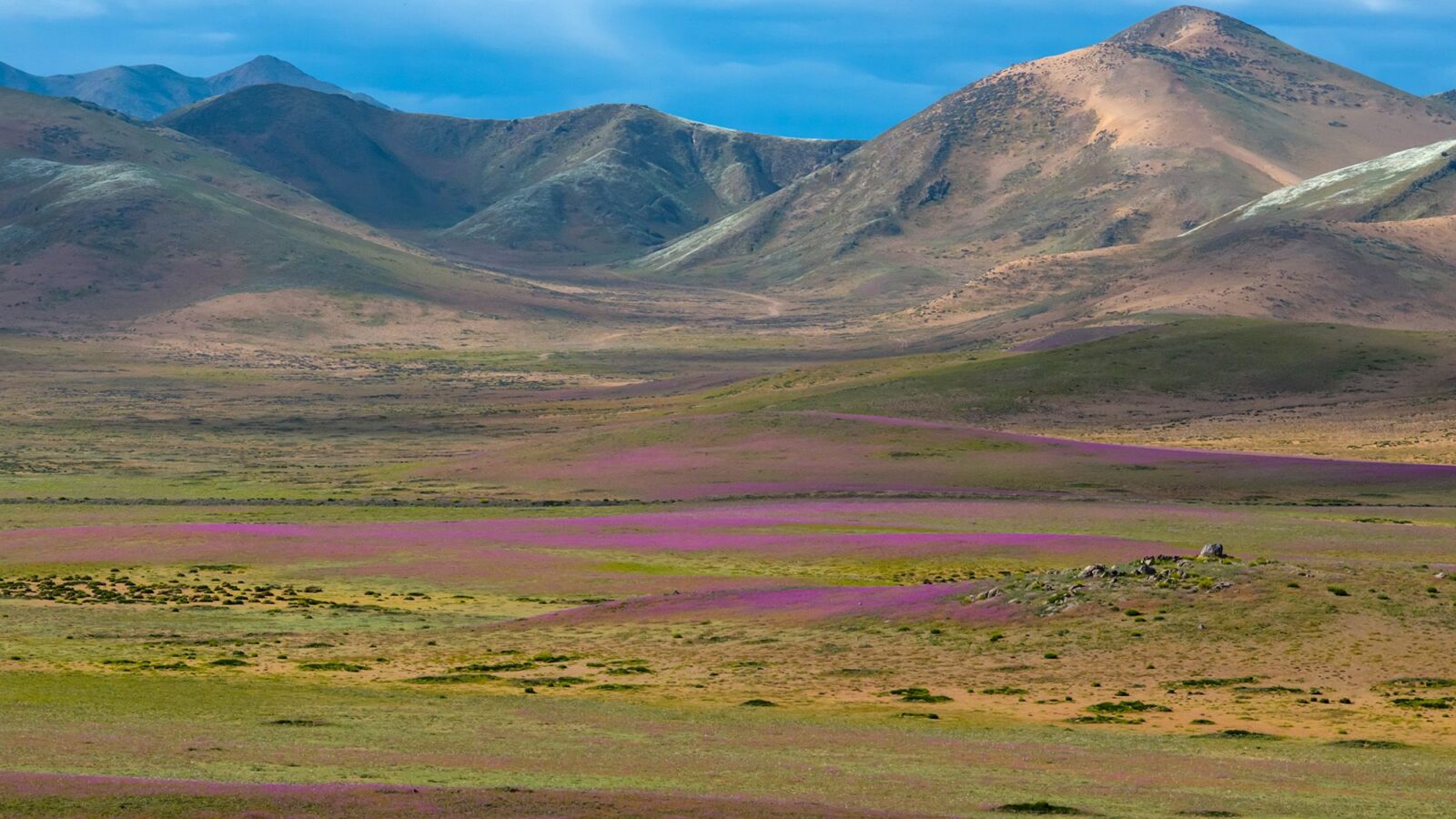 Ecología: Las lluvias llenan de flores el desierto de Atacama