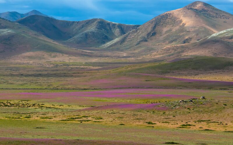 Ecología: Las lluvias llenan de flores el desierto de Atacama