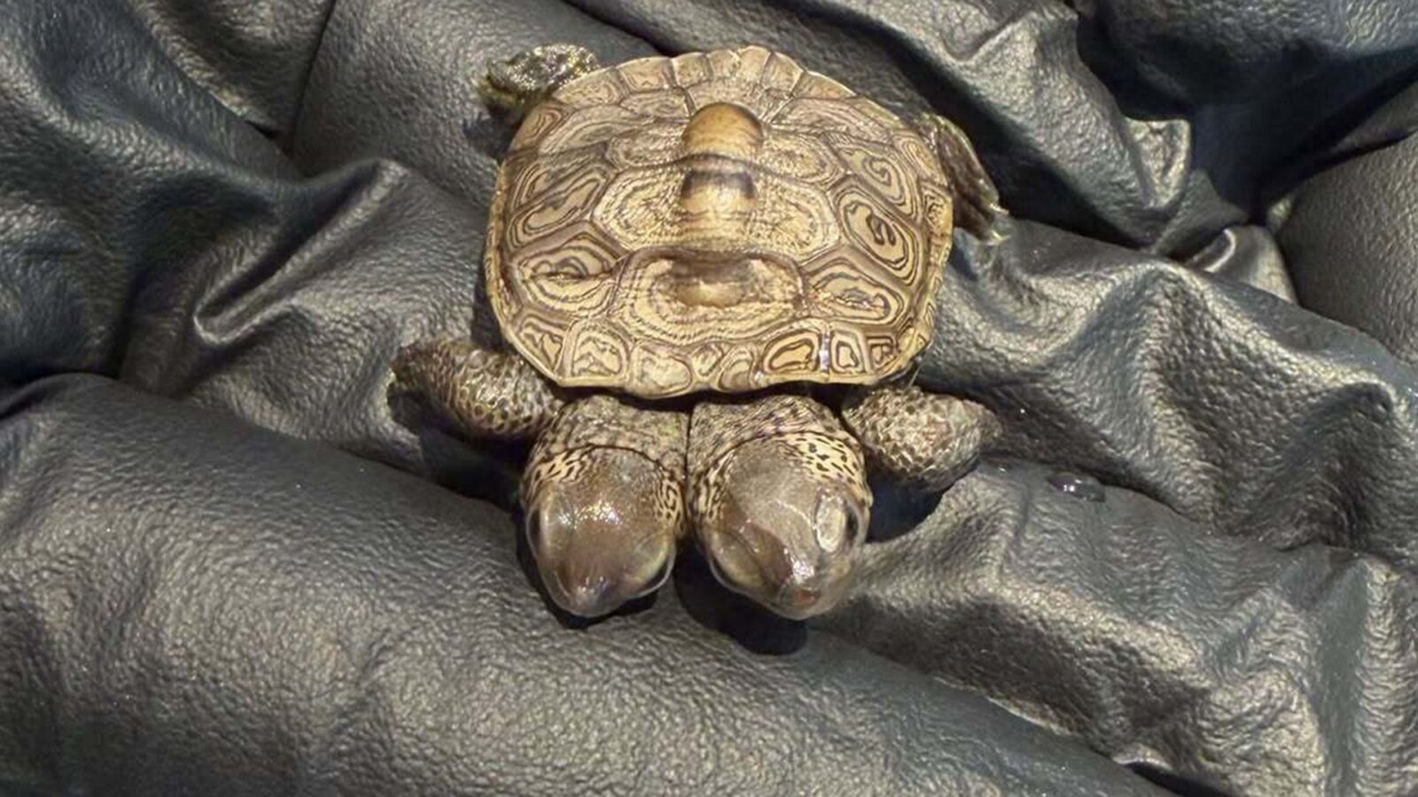 Biología: Hallan una cría de tortuga con dos cabezas