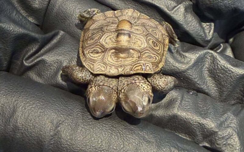 Biología: Hallan una cría de tortuga con dos cabezas