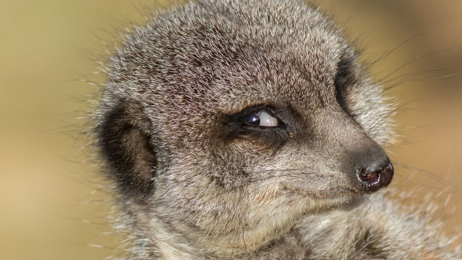 Biología: ¿Disfrutan los animales del sufrimiento de otros?