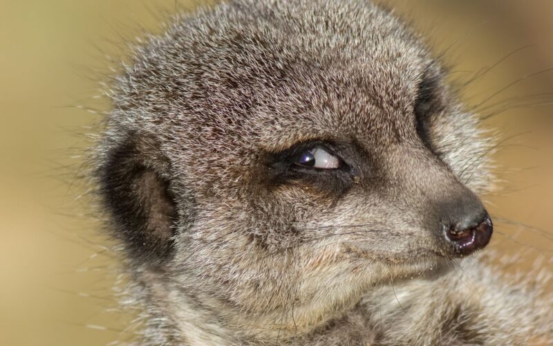 Biología: ¿Disfrutan los animales del sufrimiento de otros?