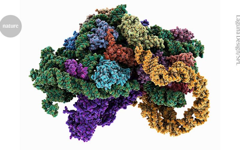 Biología: Fabricar proteínas sin mantener células vivas