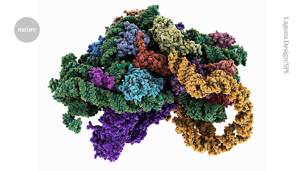 Biología: Fabricar proteínas sin mantener células vivas