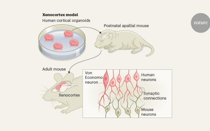 Neuro: Injertan modelos de corteza humana en ratones