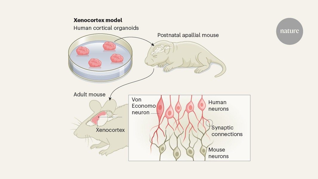 Neuro: Injertan modelos de corteza humana en ratones